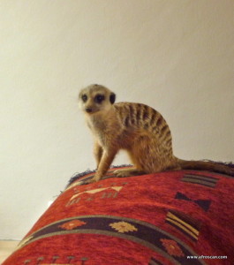 Meerkat2