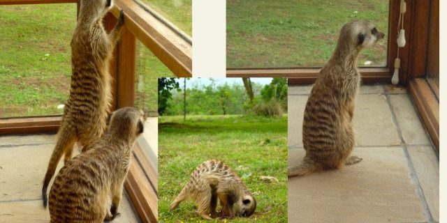 meerkat1